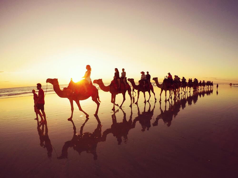 cable beach broome camels walking